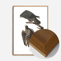 Labrador Falcon Vintage Antique Bird Print