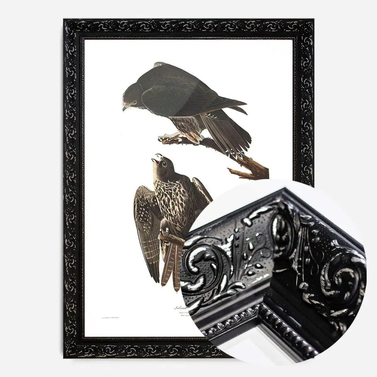 Labrador Falcon Vintage Antique Bird Print