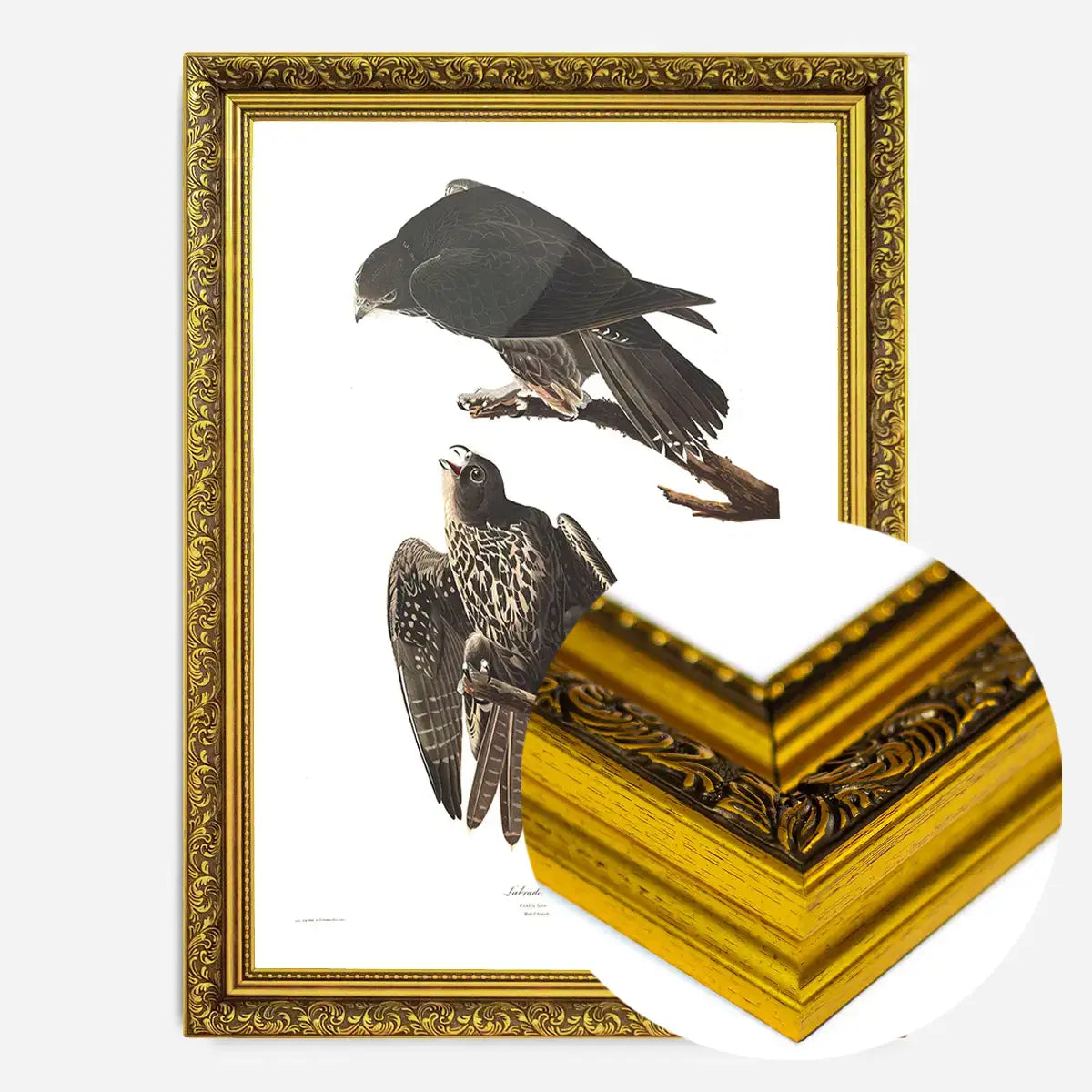 Labrador Falcon Vintage Antique Bird Print