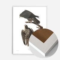 Labrador Falcon Vintage Antique Bird Print