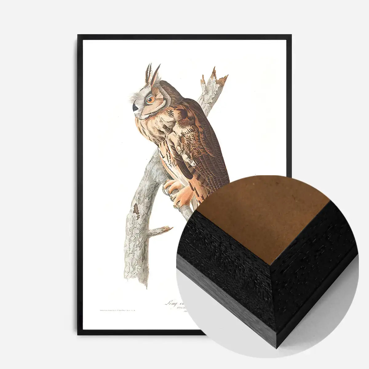 Long Eared Owl Vintage Antique Bird Print