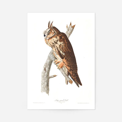 Long Eared Owl Vintage Antique Bird Print