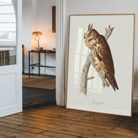 Long Eared Owl Vintage Antique Bird Print