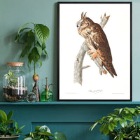 Long Eared Owl Vintage Antique Bird Print
