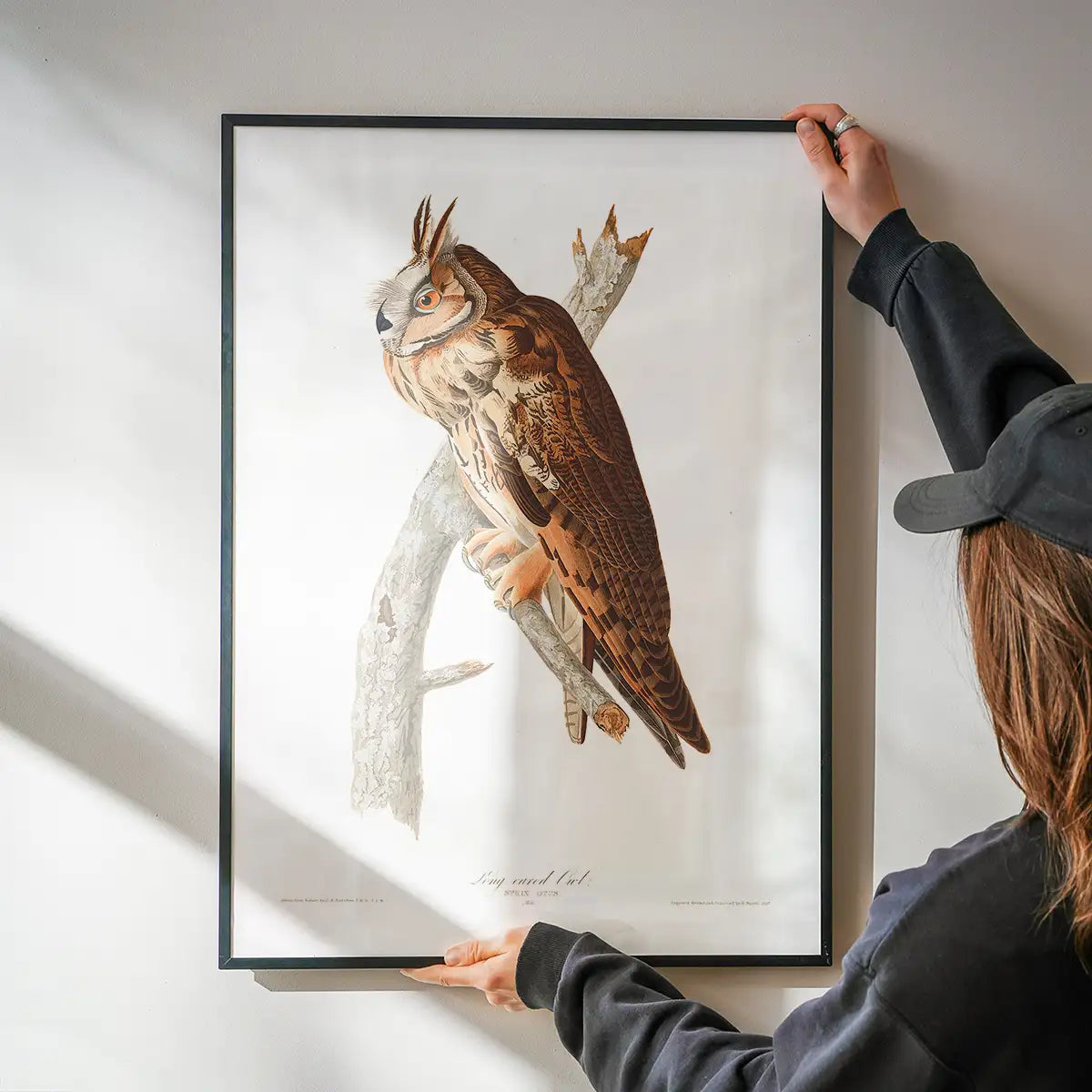 Long Eared Owl Vintage Antique Bird Print