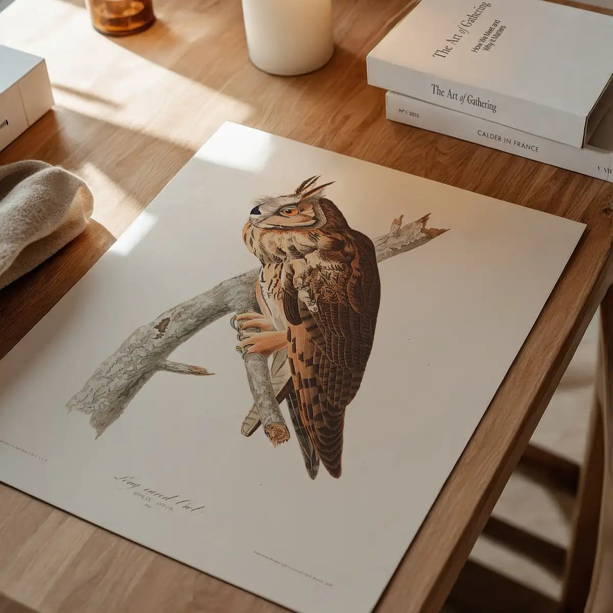 Long Eared Owl Vintage Antique Bird Print