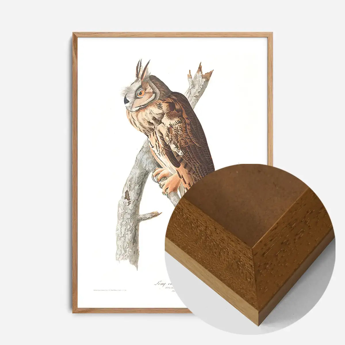 Long Eared Owl Vintage Antique Bird Print