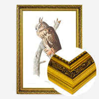 Long Eared Owl Vintage Antique Bird Print