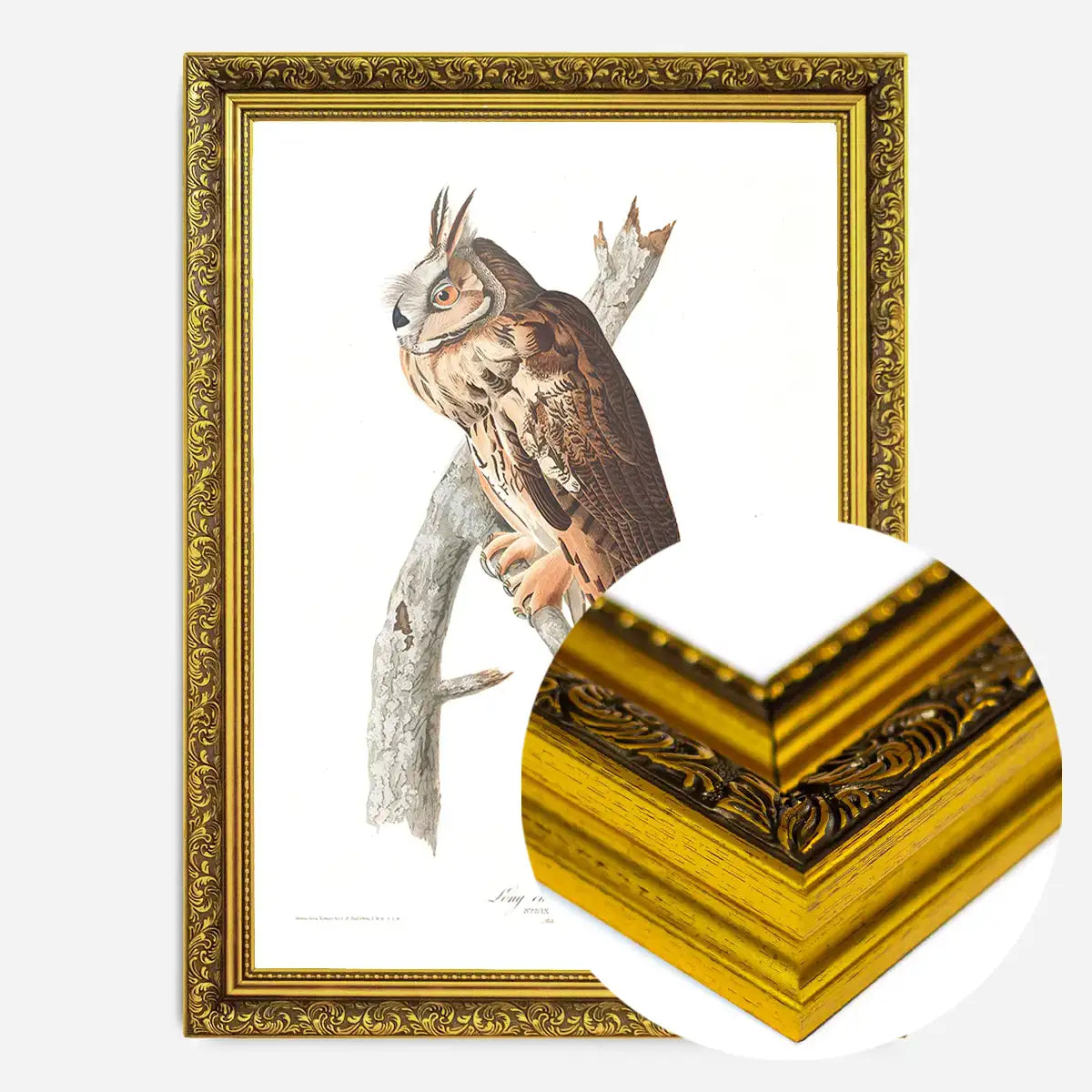 Long Eared Owl Vintage Antique Bird Print