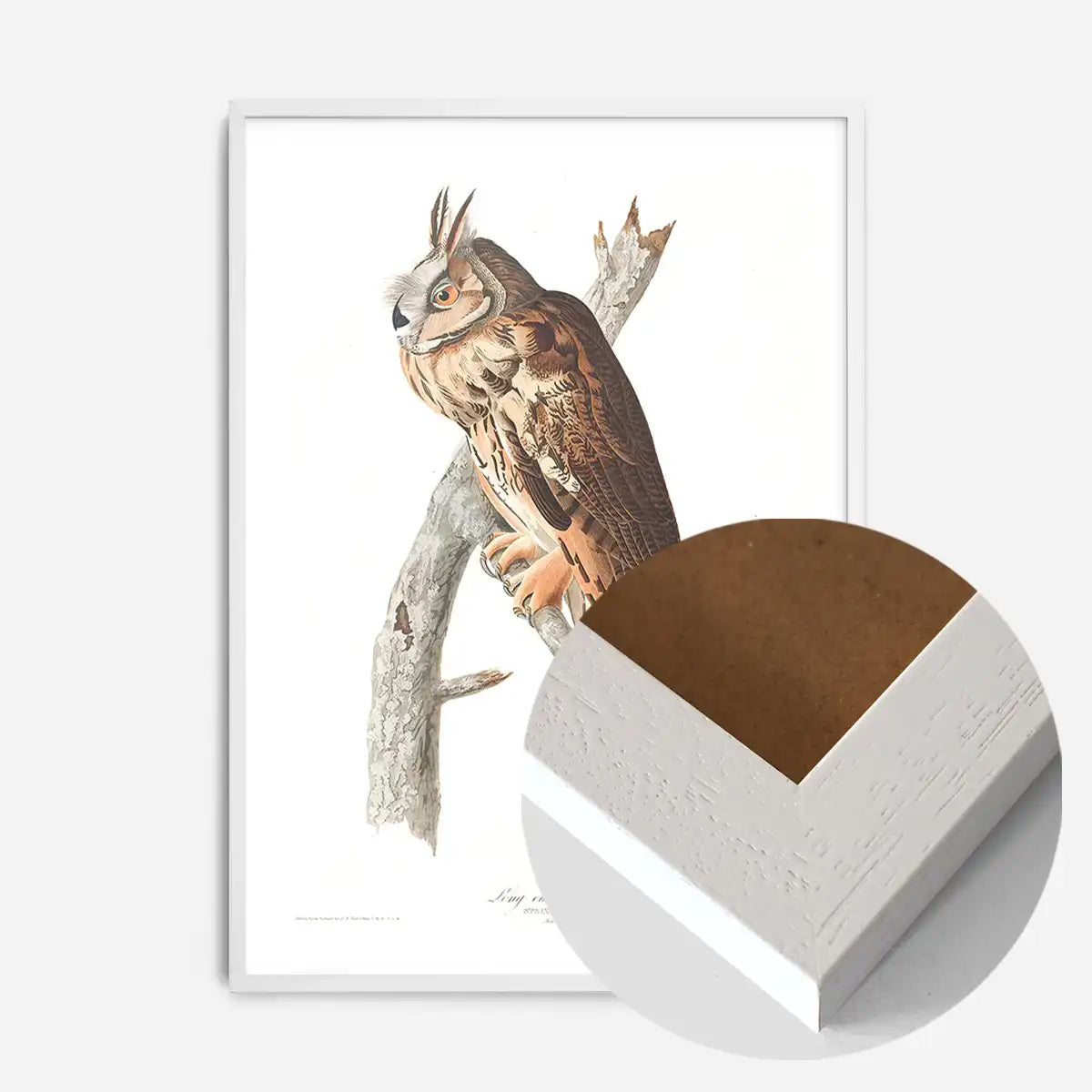 Long Eared Owl Vintage Antique Bird Print