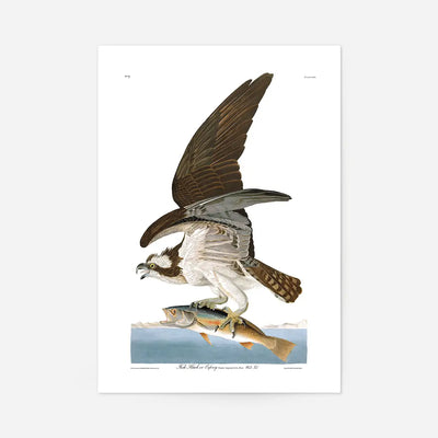Fish Hawk Vintage Antique Bird Print