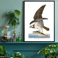 Fish Hawk Vintage Antique Bird Print