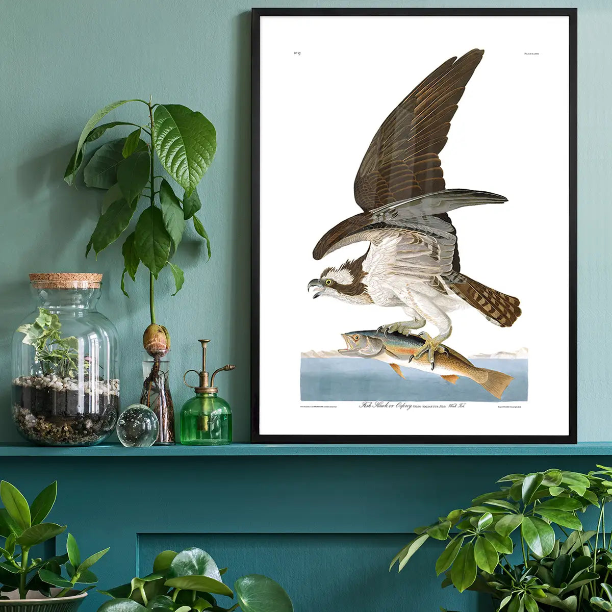 Fish Hawk Vintage Antique Bird Print