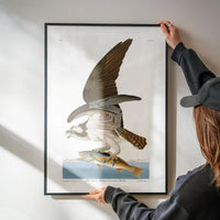Fish Hawk Vintage Antique Bird Print