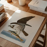 Fish Hawk Vintage Antique Bird Print