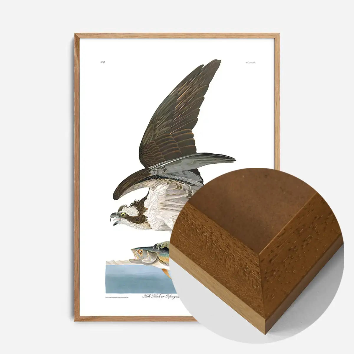 Fish Hawk Vintage Antique Bird Print