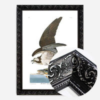 Fish Hawk Vintage Antique Bird Print