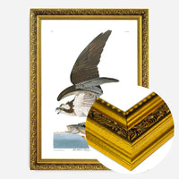 Fish Hawk Vintage Antique Bird Print