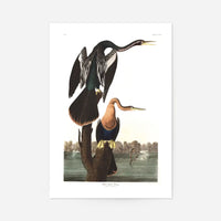 Black Bellied Darter Vintage Antique Bird Print