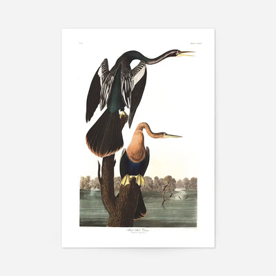 Black Bellied Darter Vintage Antique Bird Print