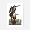 Black Bellied Darter Vintage Antique Bird Print