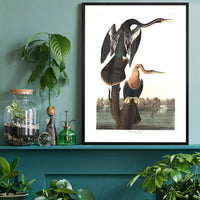 Black Bellied Darter Vintage Antique Bird Print