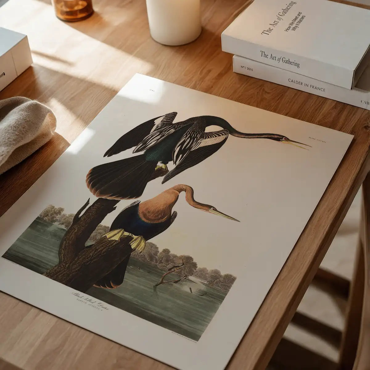 Black Bellied Darter Vintage Antique Bird Print