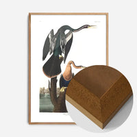 Black Bellied Darter Vintage Antique Bird Print
