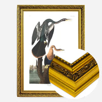 Black Bellied Darter Vintage Antique Bird Print