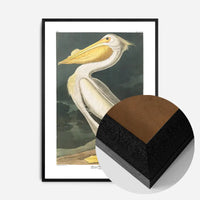 American White Pelican Vintage Antique Bird Print