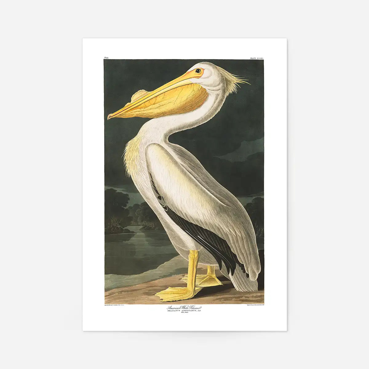 American White Pelican Vintage Antique Bird Print