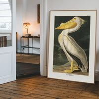 American White Pelican Vintage Antique Bird Print