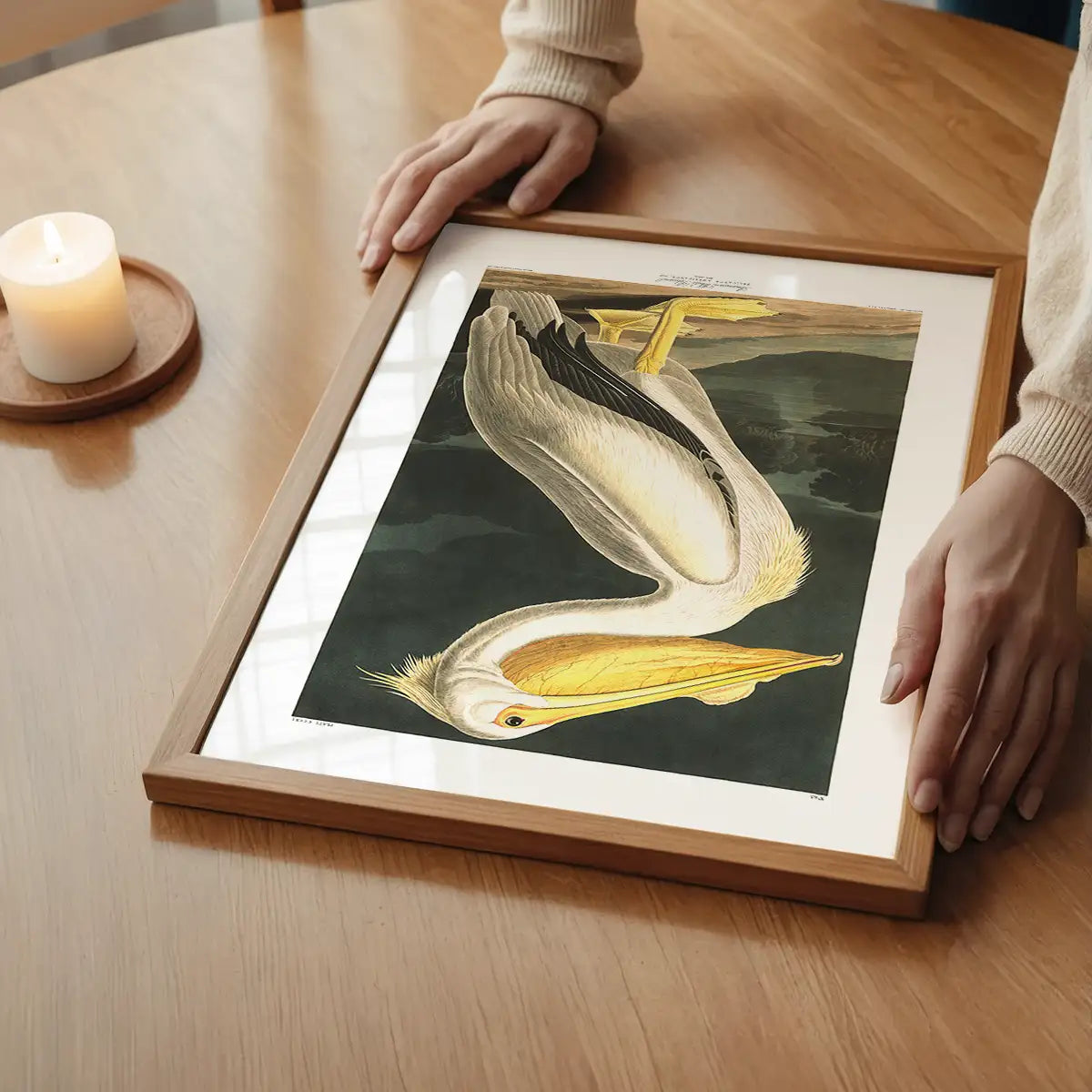 American White Pelican Vintage Antique Bird Print