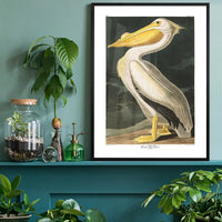 American White Pelican Vintage Antique Bird Print