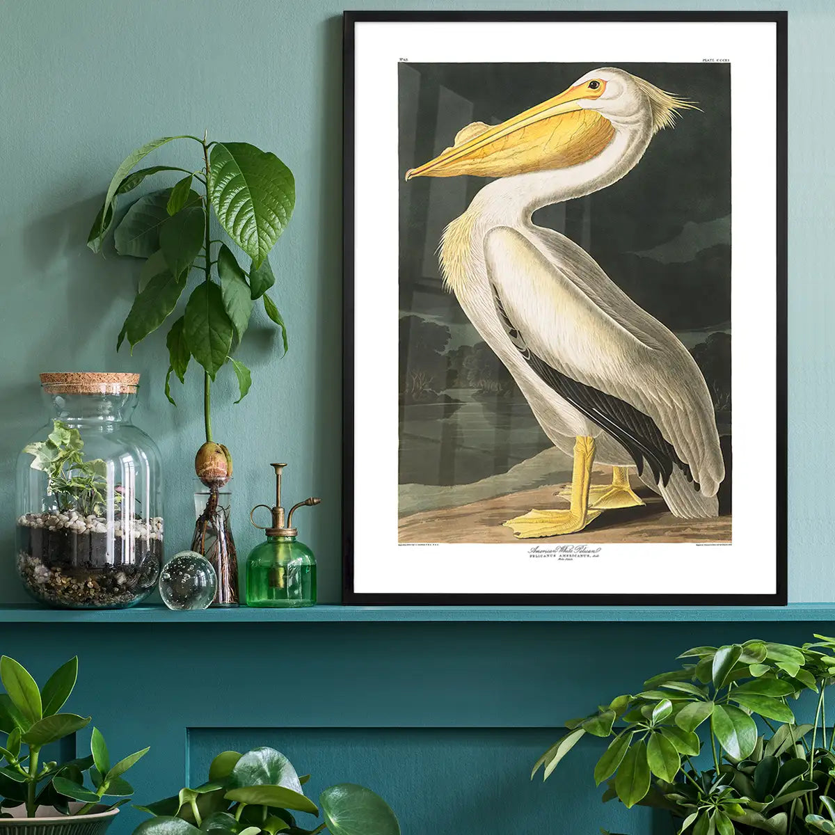 American White Pelican Vintage Antique Bird Print