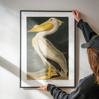 American White Pelican Vintage Antique Bird Print