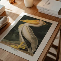 American White Pelican Vintage Antique Bird Print