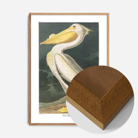 American White Pelican Vintage Antique Bird Print
