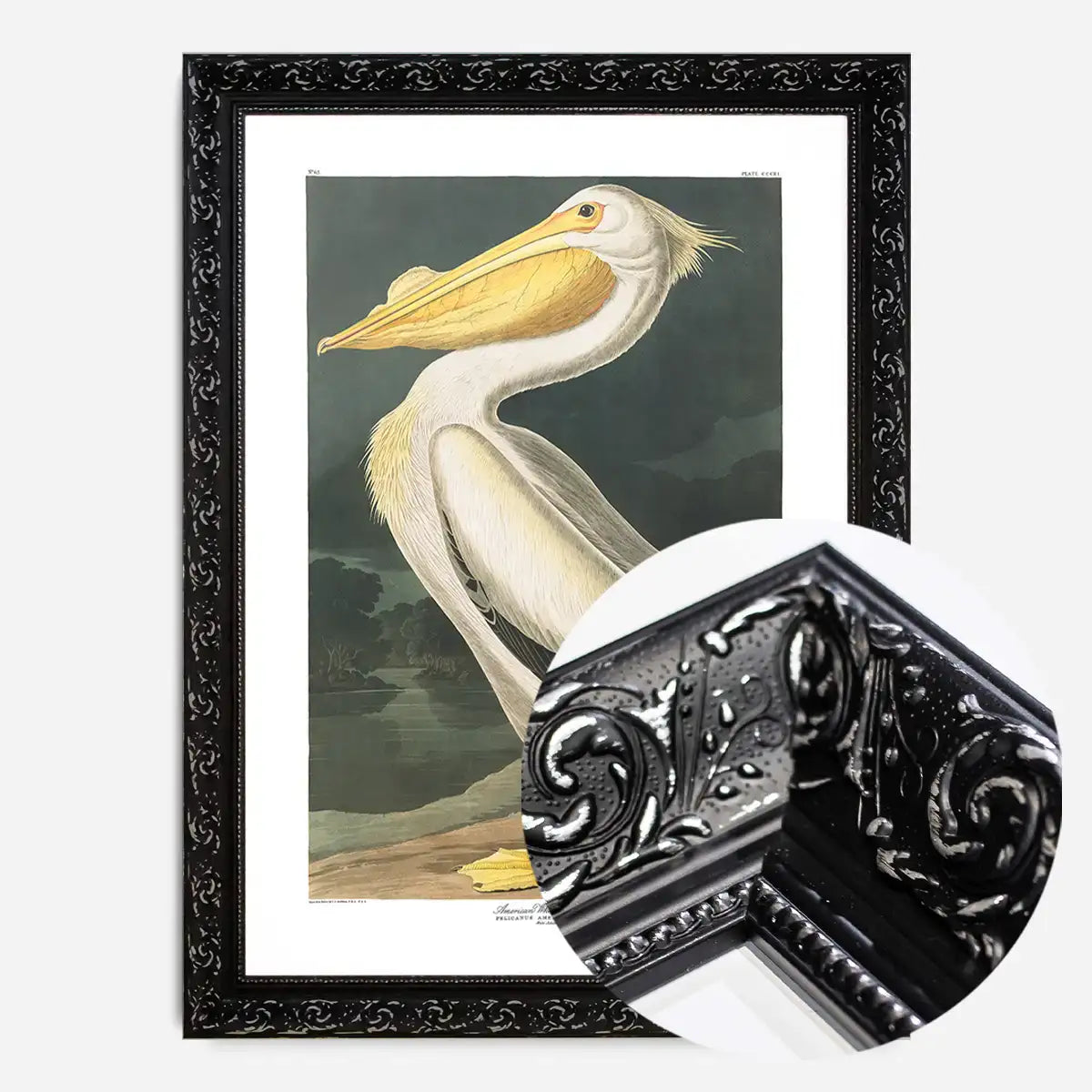American White Pelican Vintage Antique Bird Print