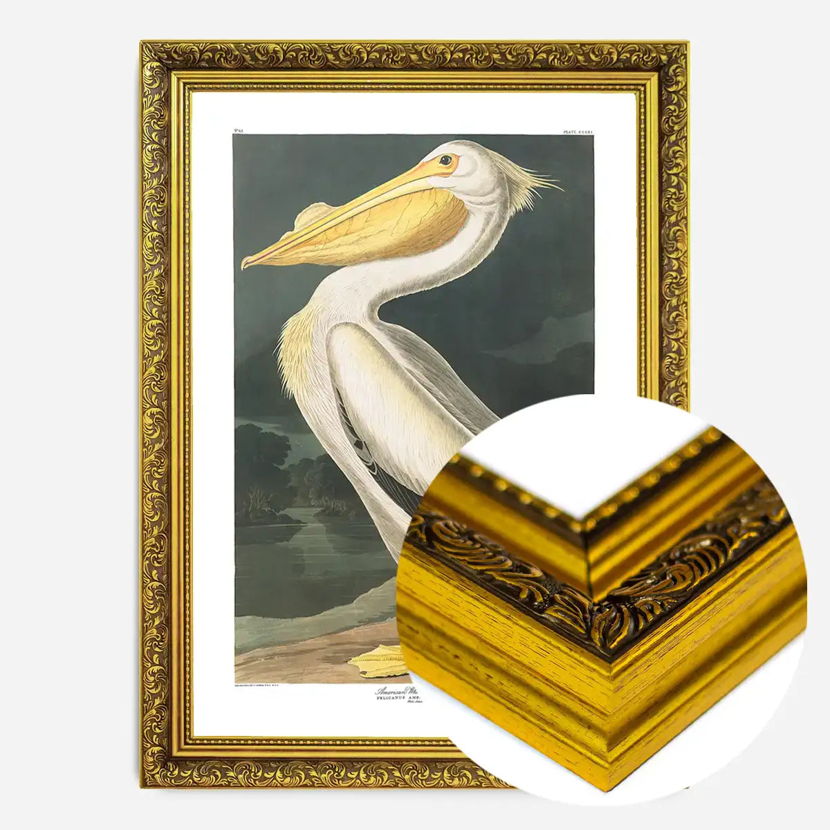American White Pelican Vintage Antique Bird Print