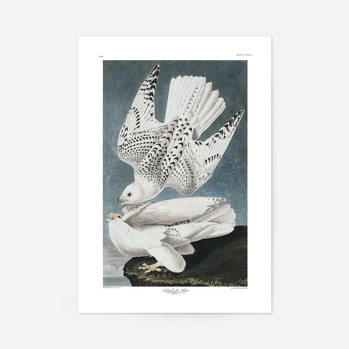 Iceland Falcon Vintage Antique Bird Print