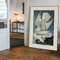 Iceland Falcon Vintage Antique Bird Print
