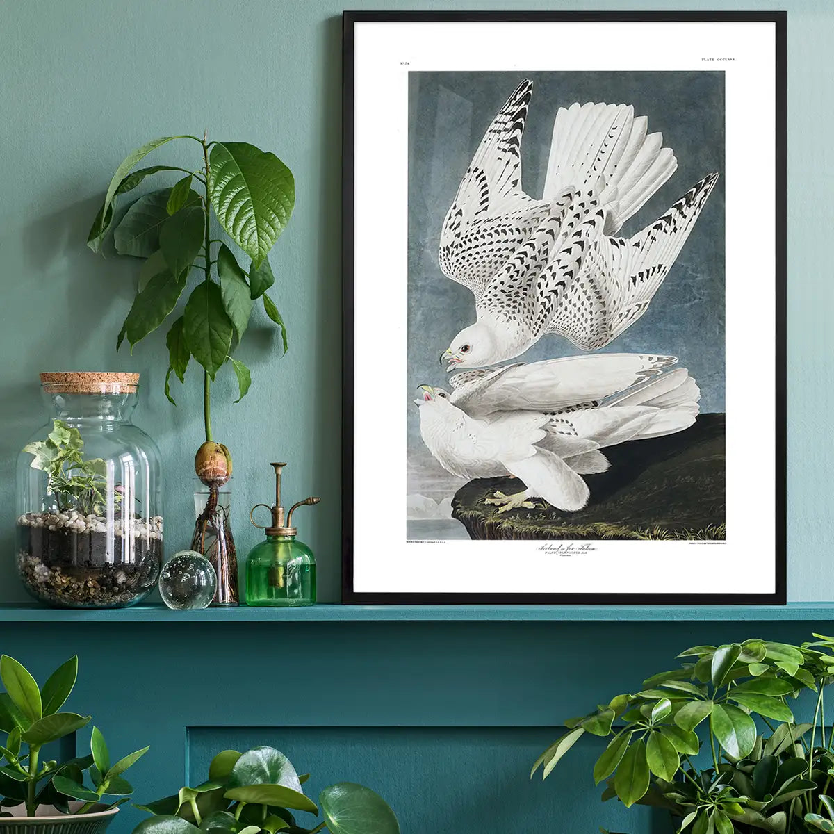 Iceland Falcon Vintage Antique Bird Print
