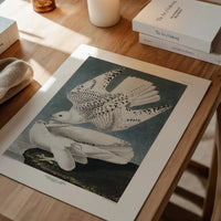 Iceland Falcon Vintage Antique Bird Print