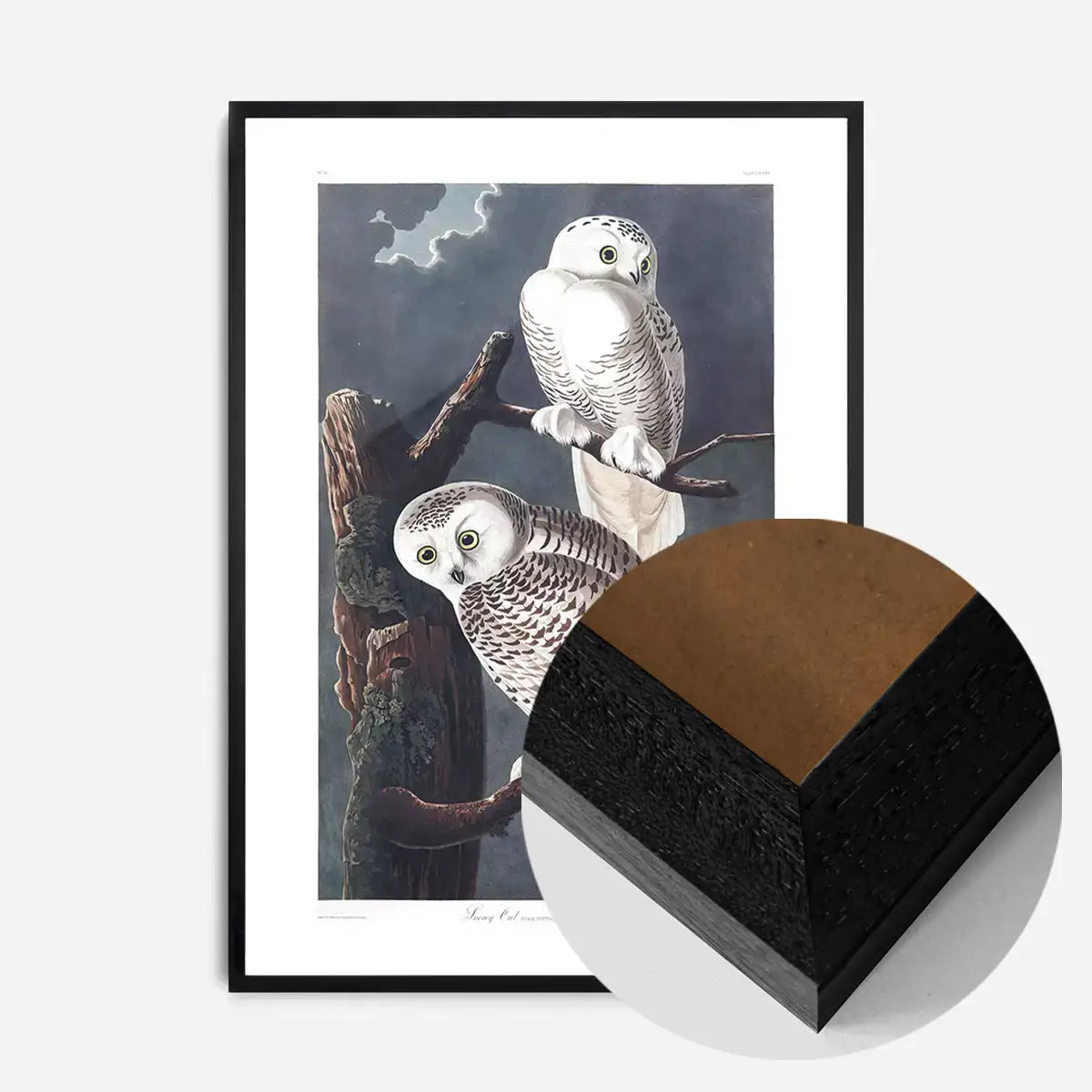 Snowy Owl Vintage Antique Bird Print