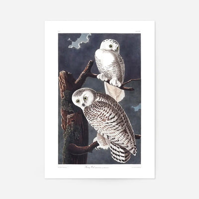 Snowy Owl Vintage Antique Bird Print