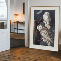 Snowy Owl Vintage Antique Bird Print
