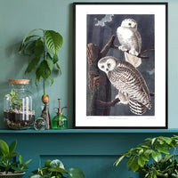 Snowy Owl Vintage Antique Bird Print