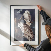 Snowy Owl Vintage Antique Bird Print