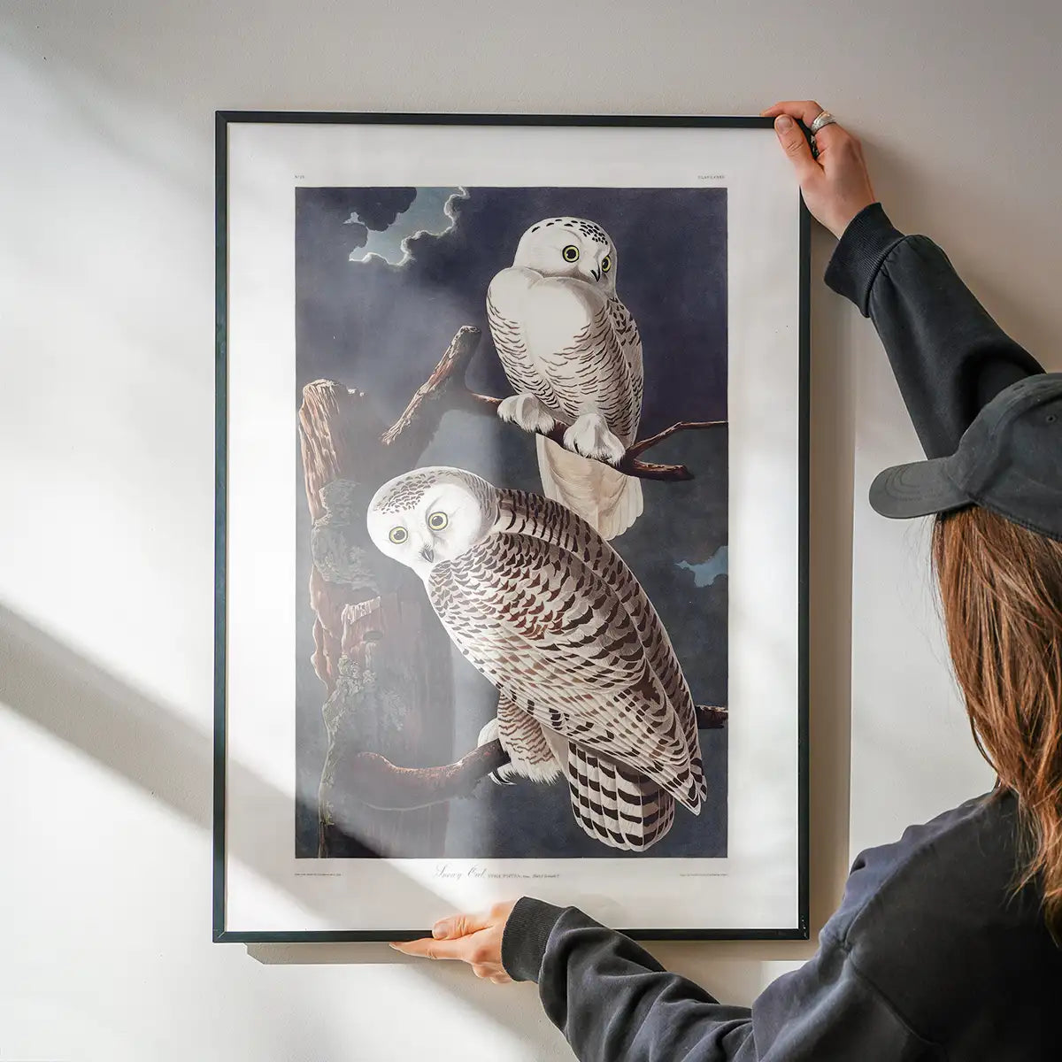 Snowy Owl Vintage Antique Bird Print